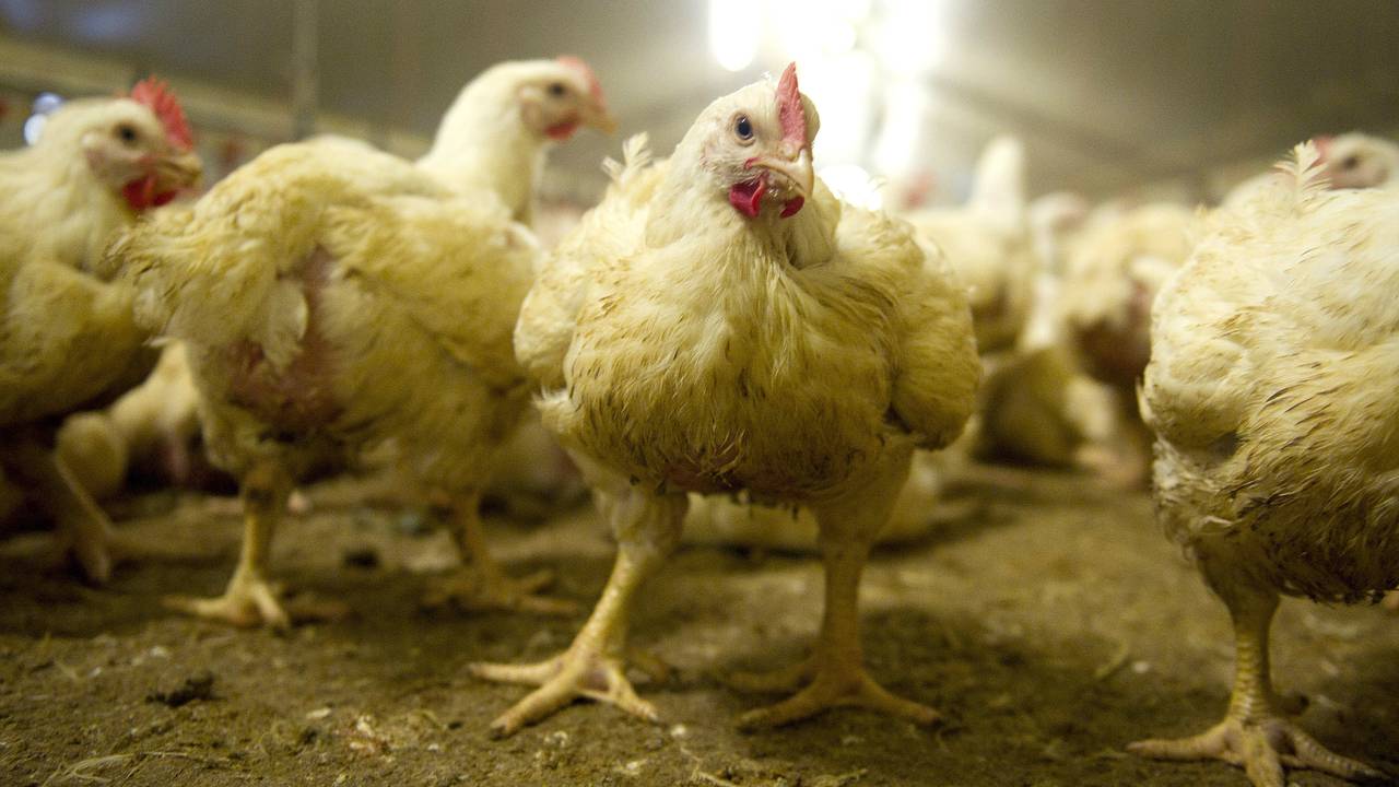 ‘Man uit Mill is derde verdachte in fipronilzaak’