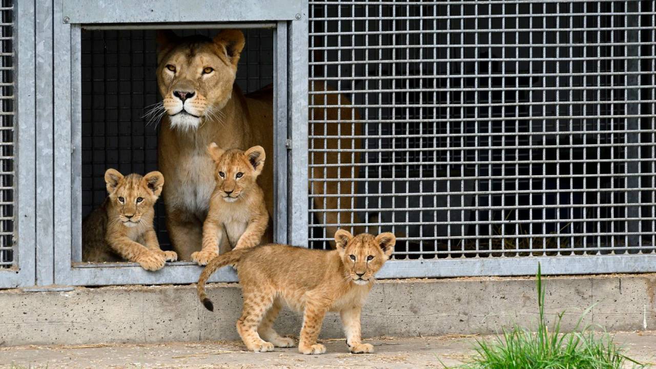 De leeuwenwelpjes met leeuwin Mariska. (Foto: Erald van der Aa)