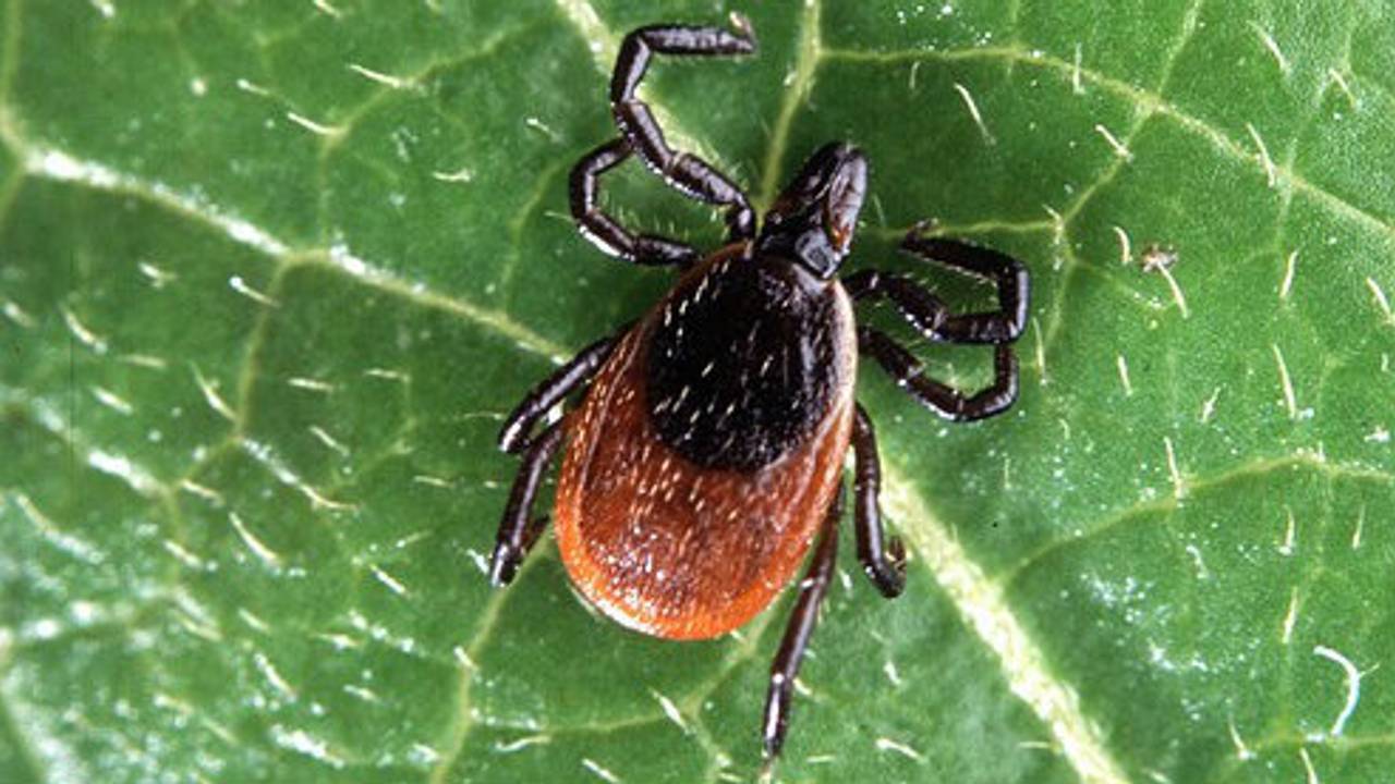 Een teek (archieffoto)