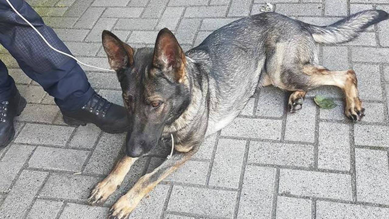 Foto poltie Cranendonck: De hond-zonder-naam