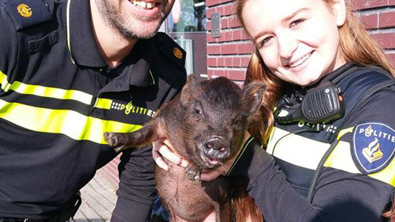 Facebook: De agenten met het verdwaalde varkentje