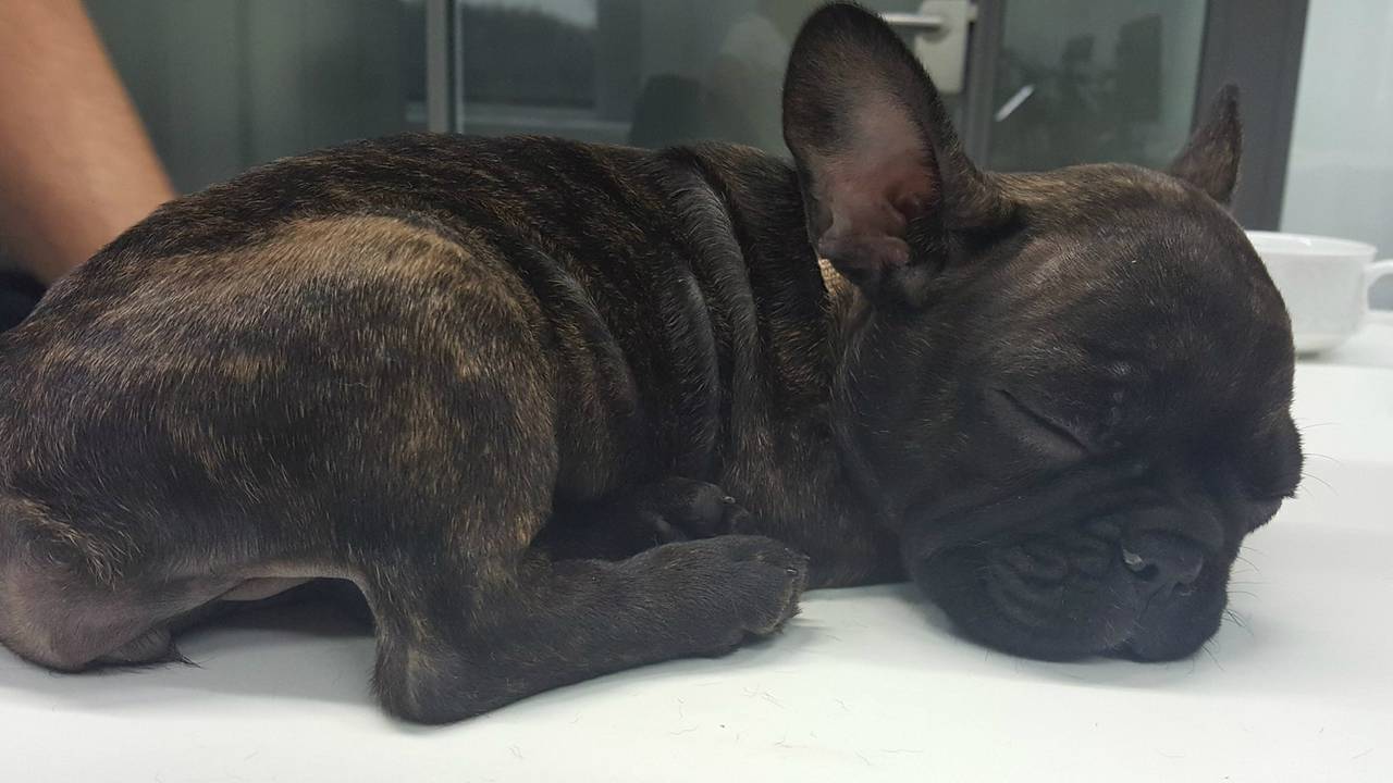De slapende bulldog (bron: Politie Markdal)