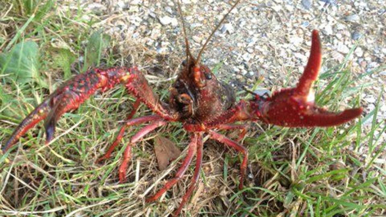 De rivierkreeft, een moeilijk uit te roeien beestje (archieffoto: Tamara Overbeek/Twitter).
