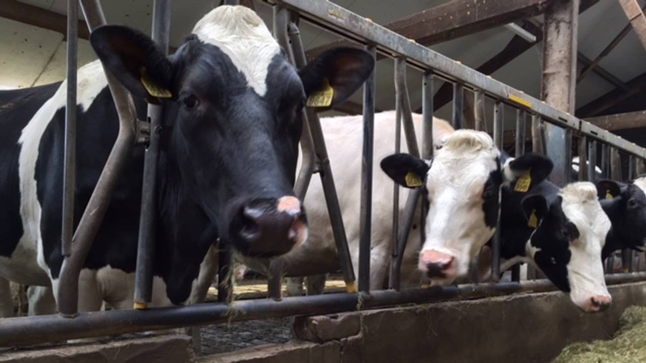 De veestapel moet fors inkrimpen. (Archieffoto)