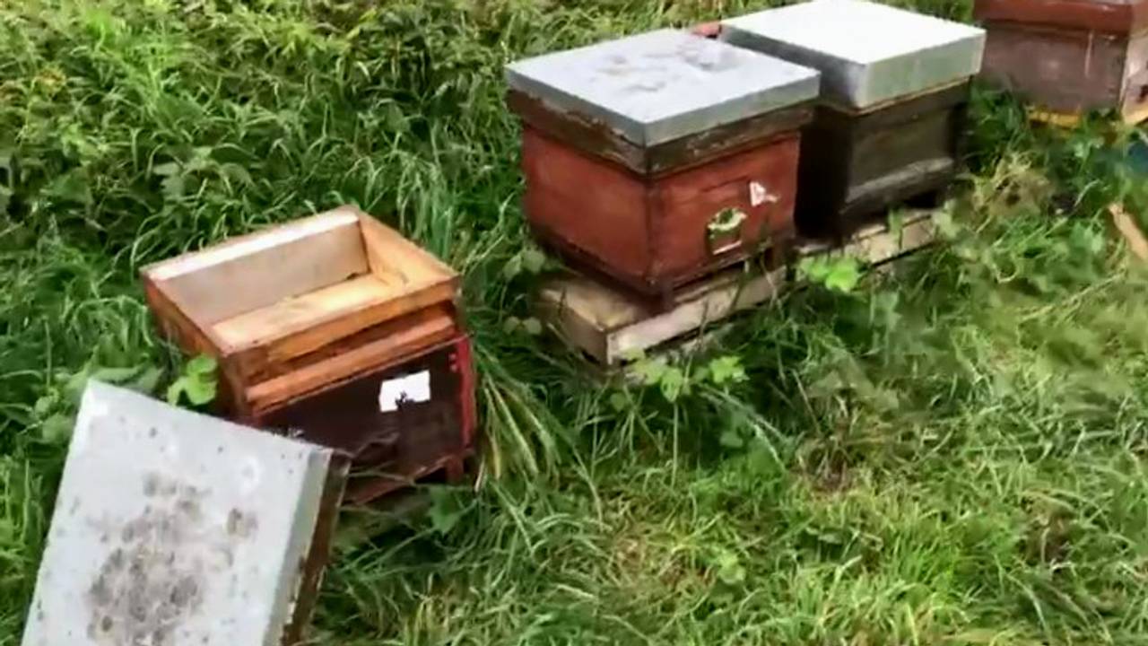 De honing uit de bijenkasten is meegenomen. (Foto: Boswachter Arie)