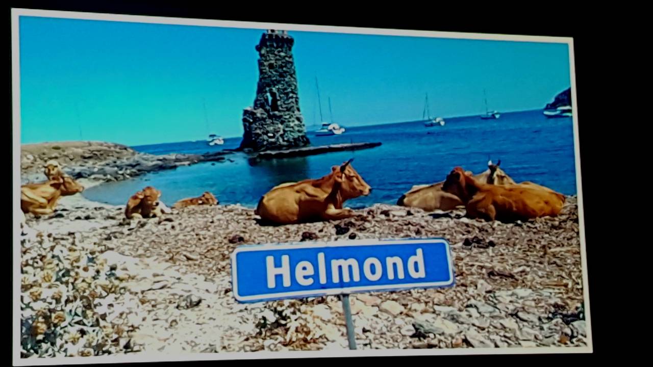 Op de winnende foto staan koeien uit Corsica