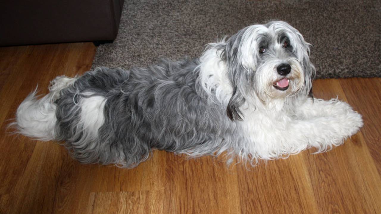 Hondje Norma is weer thuis: 'We kunnen het nog niet geloven' - Omroep