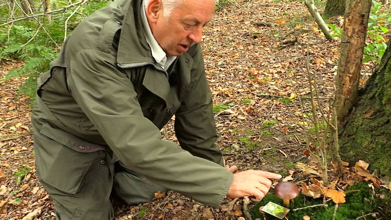 Boswachter Frans Kapteijns: 'Deze kastanjeboleet kun je eten'