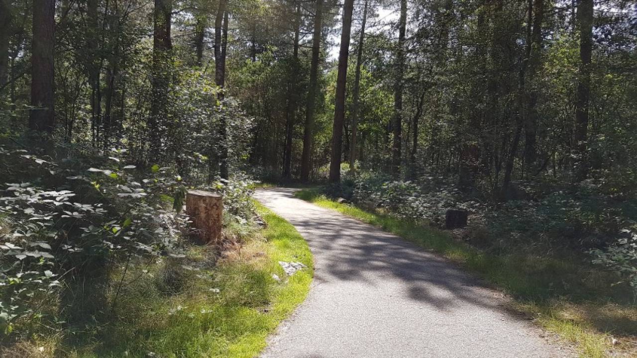 De aanranding vond plaats in de bossen bij Overloon. (Foto: Politie)