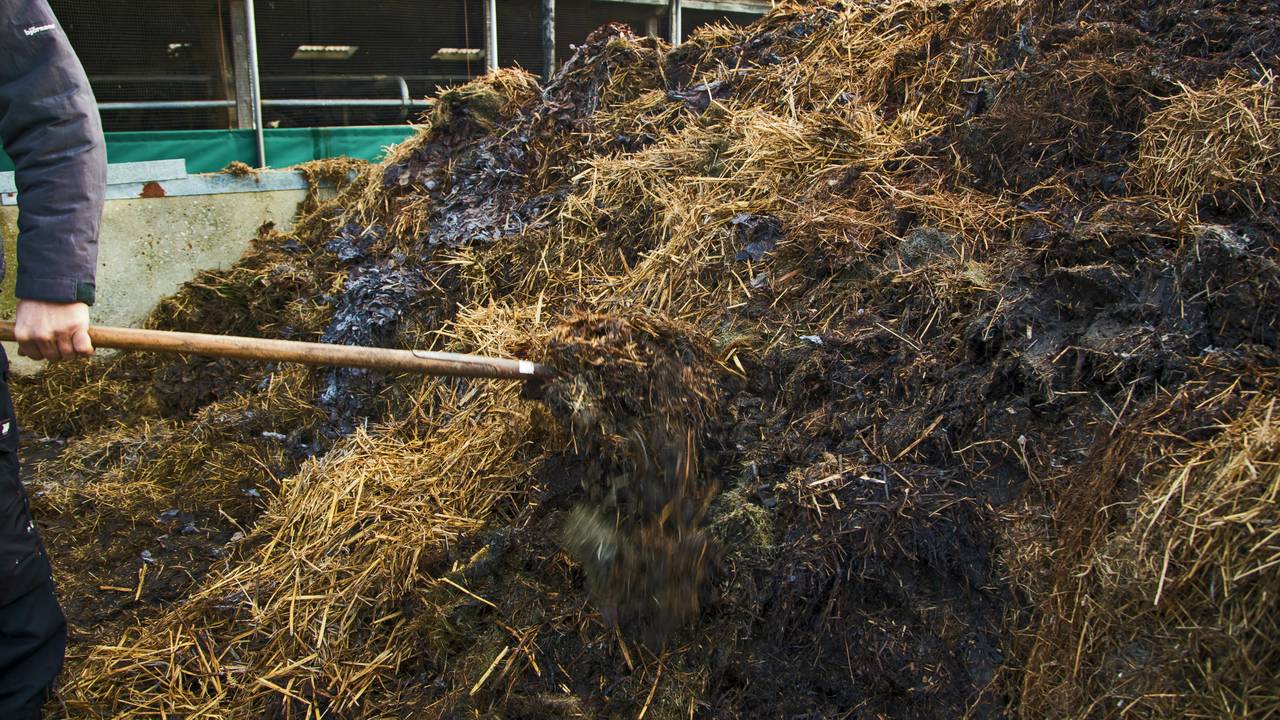 In de mestsector zijn tien tot twintig criminele bendes actief. (Foto: ANP)