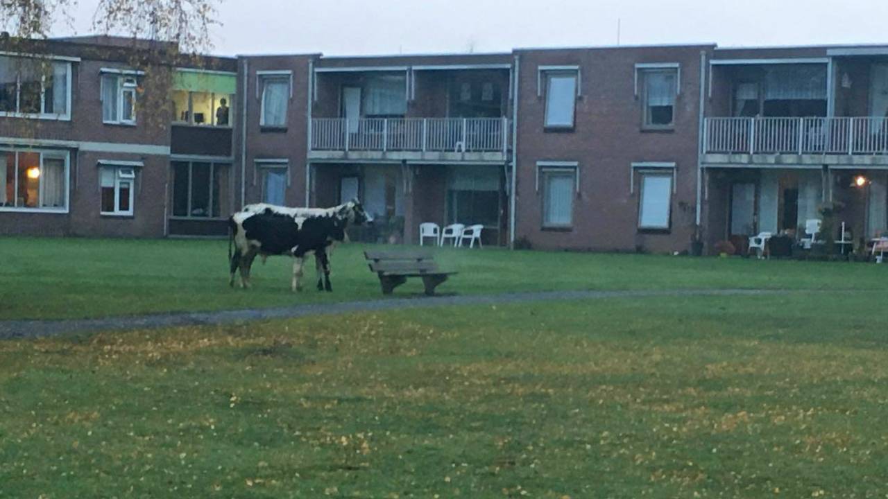Op grasveldjes in Bladel kon je opeens overal koeien spotten. (Foto: Gemeente Bladel)