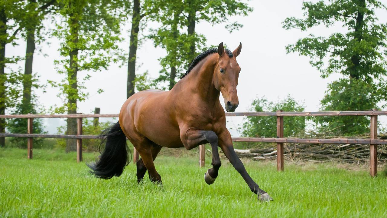 Quiepo, het paard van Simone dat gestolen is. (Foto: Simone Vrijdag)