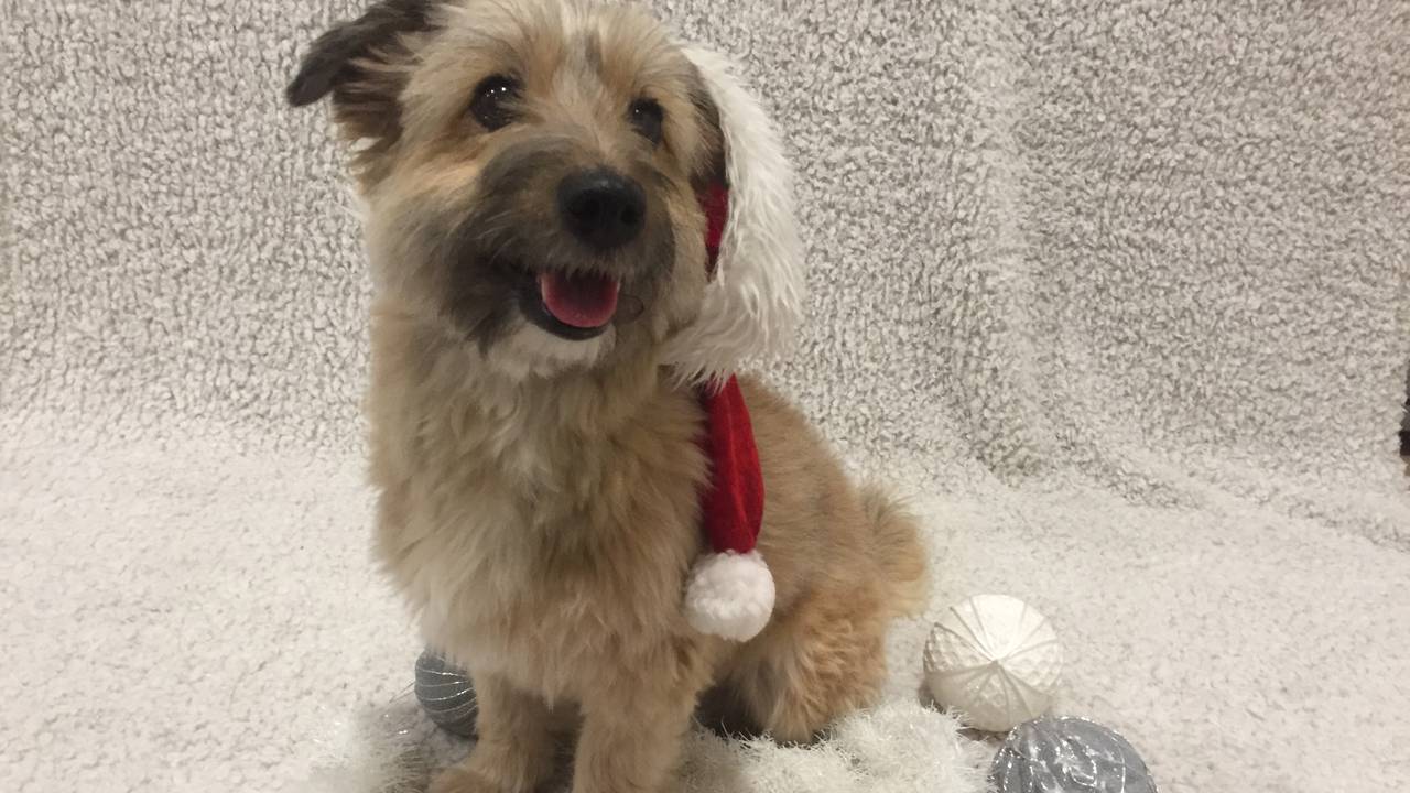 Lissa's eigen hondje Bliksem