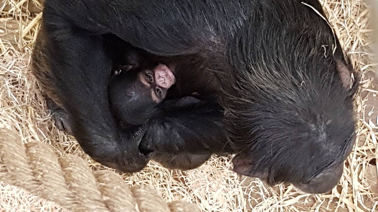 De jonge chimpansee bij haar moeder (Foto: Beekse Bergen)