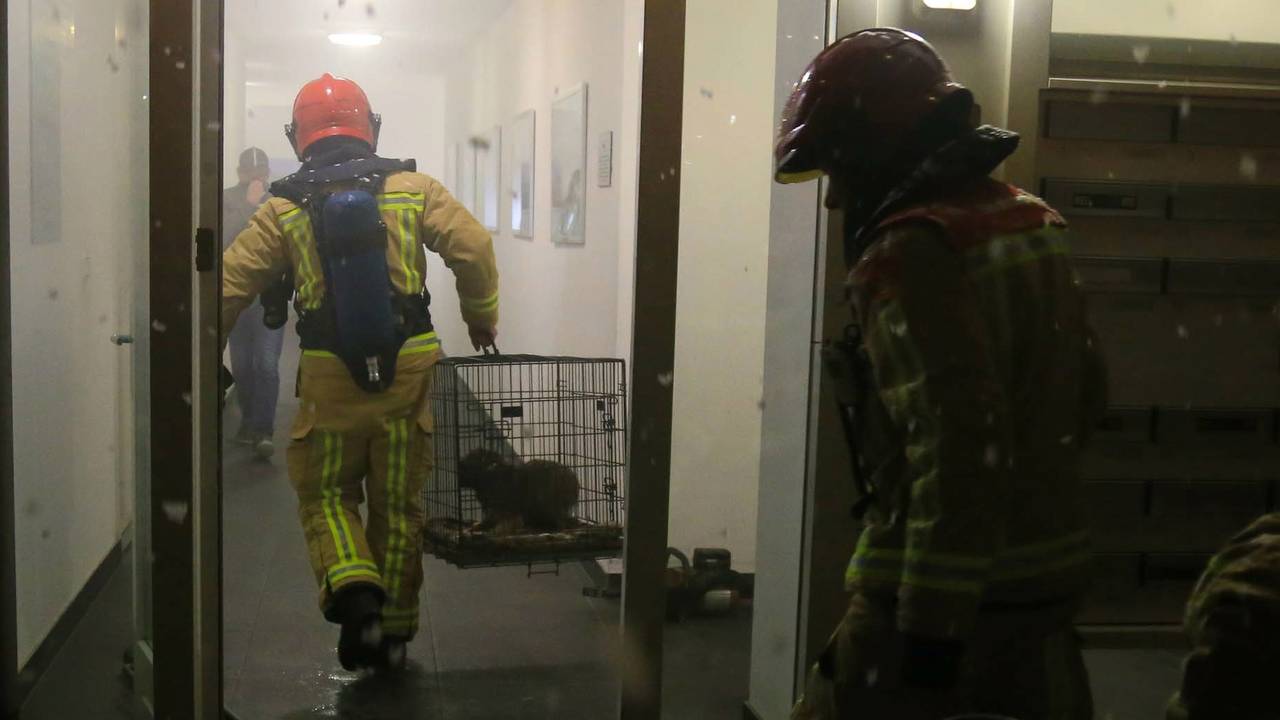 De hond is door brandweerlieden gered. (Foto: Harrie Grijseels/SQ Vision)