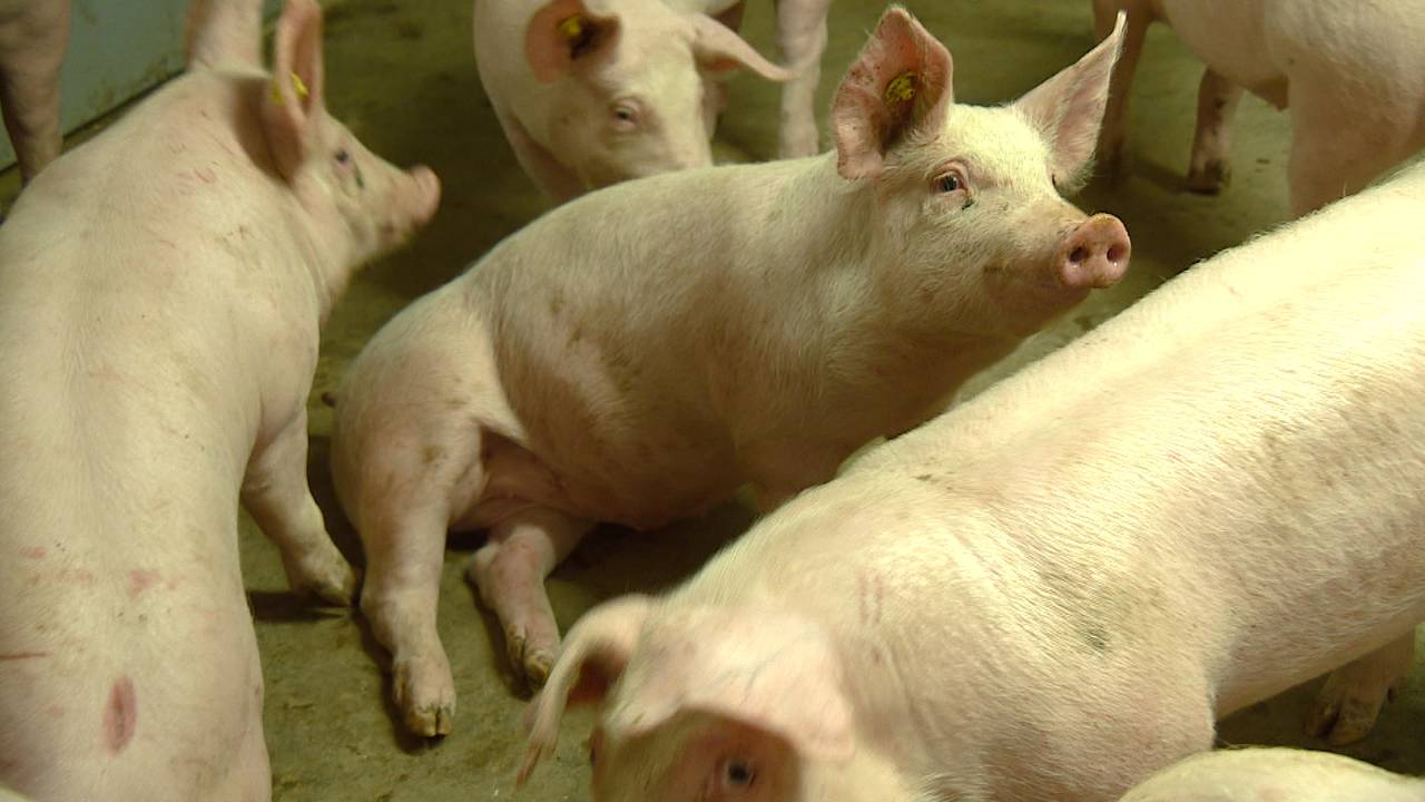 Ook voor varkens is het gezonder om niet heel lang in hun eigen shit te zitten.