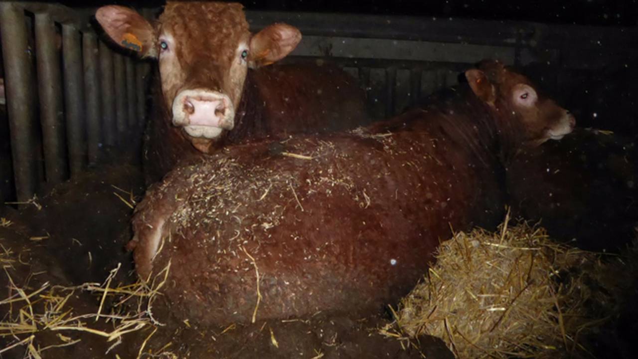 In totaal stonden 41 stieren tot hun oksels in de mest. (Foto: Dierenbescherming)