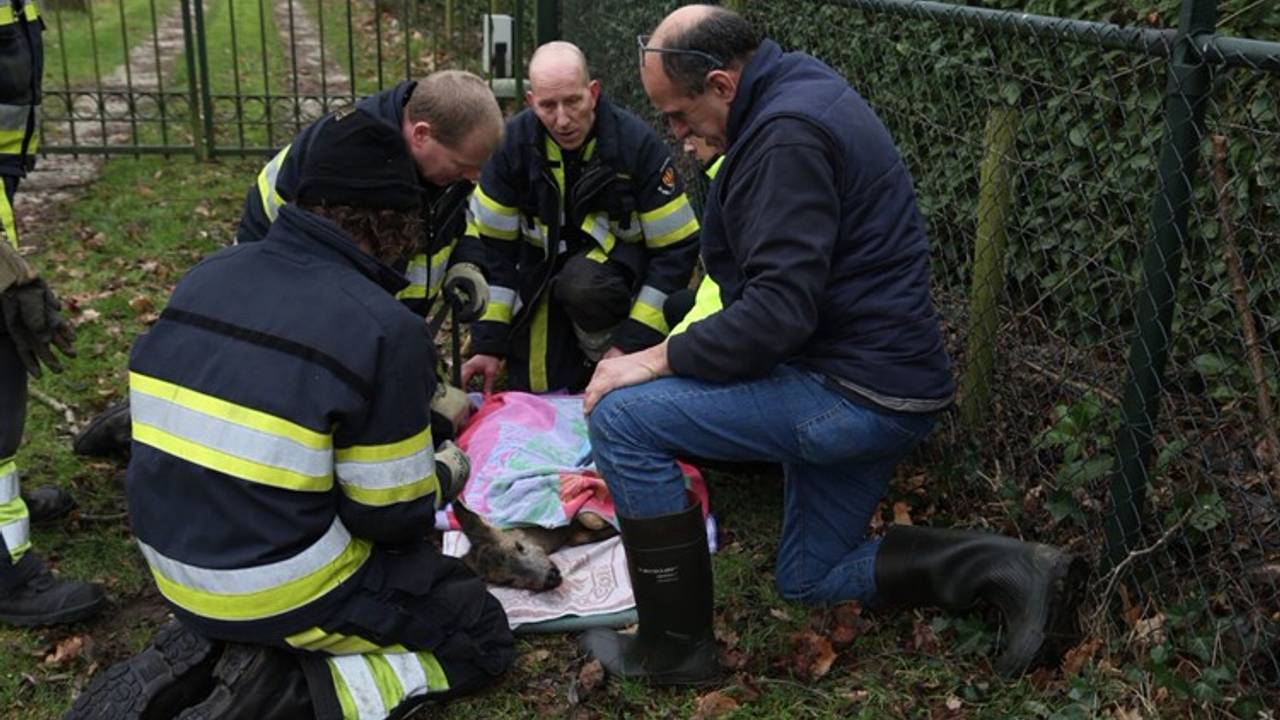 De ree die zaterdagmiddag vastzat in een hek aan de Driehuizerweg in Reek, is overleden.  Foto: Marco van den Broek, SQ Vision