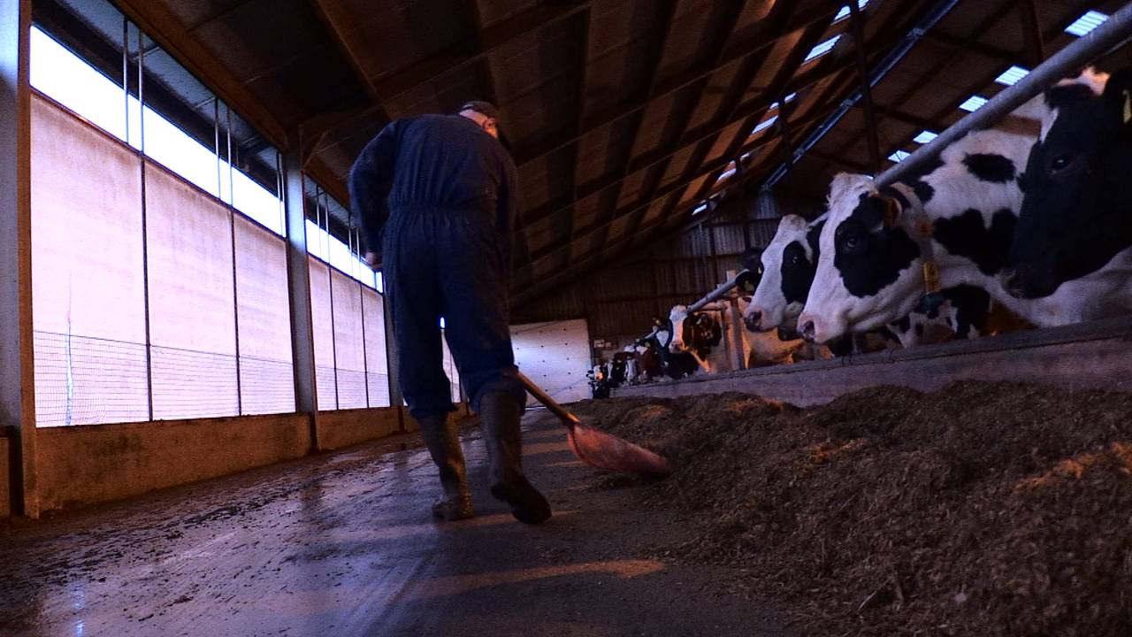 Koeienboer Jos Verstraaten