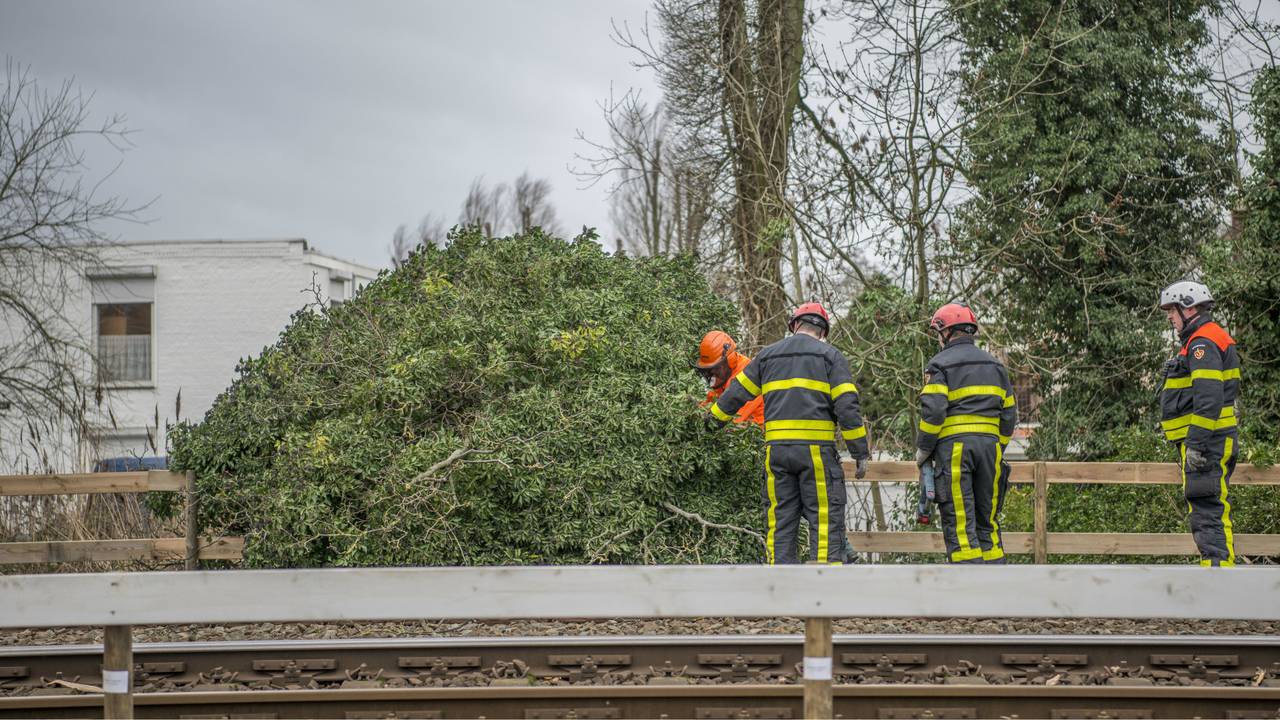 De omgewaaide boom zorgde voor veel overlast. (Foto: Ginopress)
