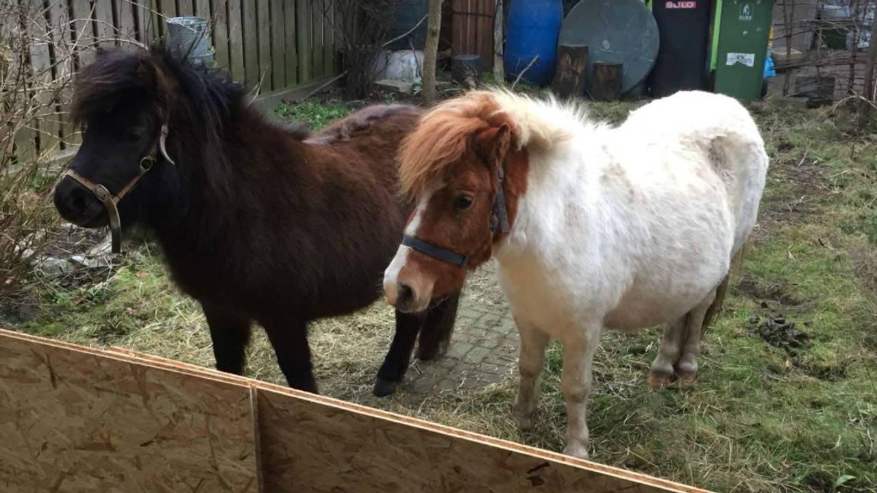 De twee gevonden Shetlandpony's. ( Foto: Regionaal opvangcentrum Ravestein)