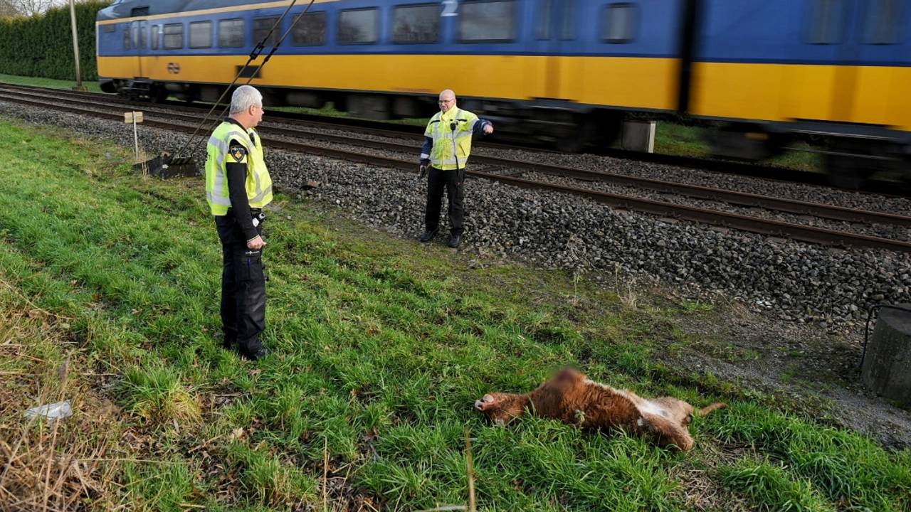 Het dode kalf (Foto: Toby de Kort).