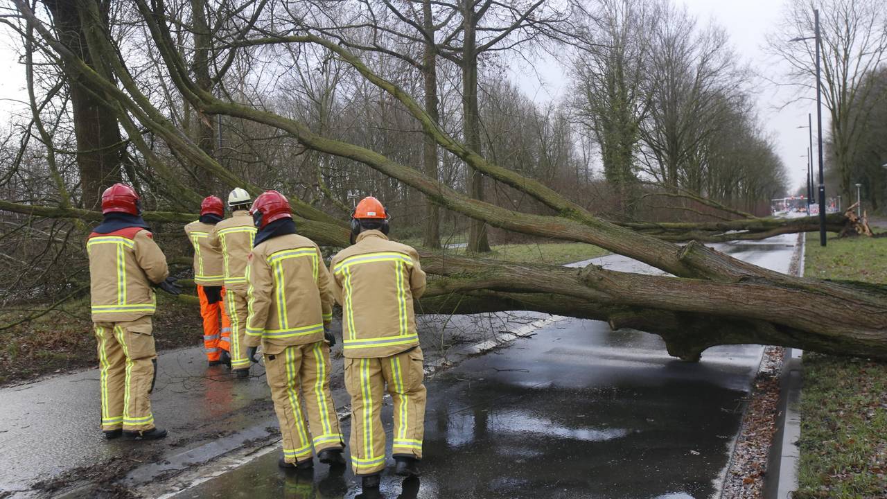 Een van de omgewaaide bomen tijdens de storm. (Foto: Arno van der Linden)