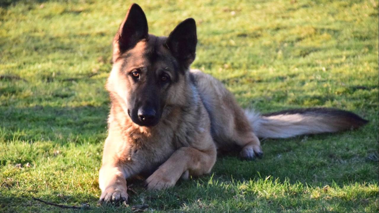 Hond Bruno heeft er niets aan over gehouden. (Foto: Anja van Hoek)