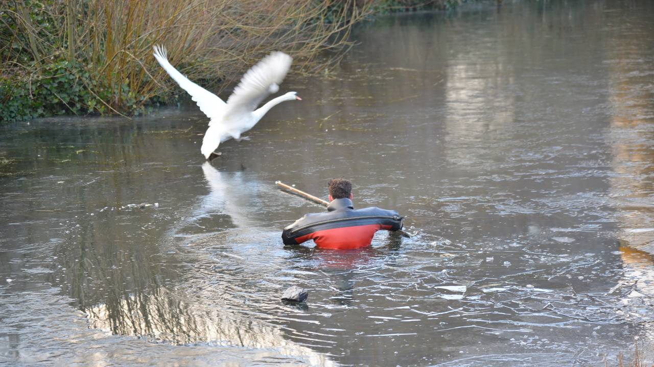 Een brandweerman bevrijdde de zwaan. (Foto: Perry Roovers)