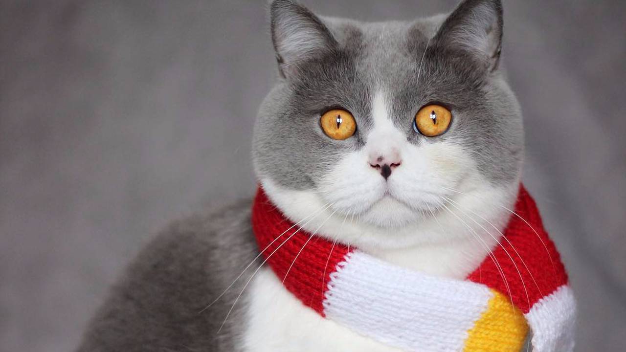 Een prachtige kat in Oeteldonkse sferen. Instagram: @britishbrothers