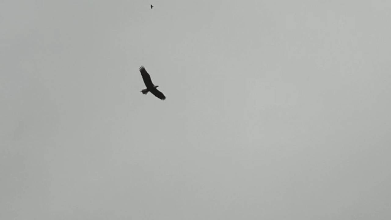 Zeearend Maya boven Goirle.