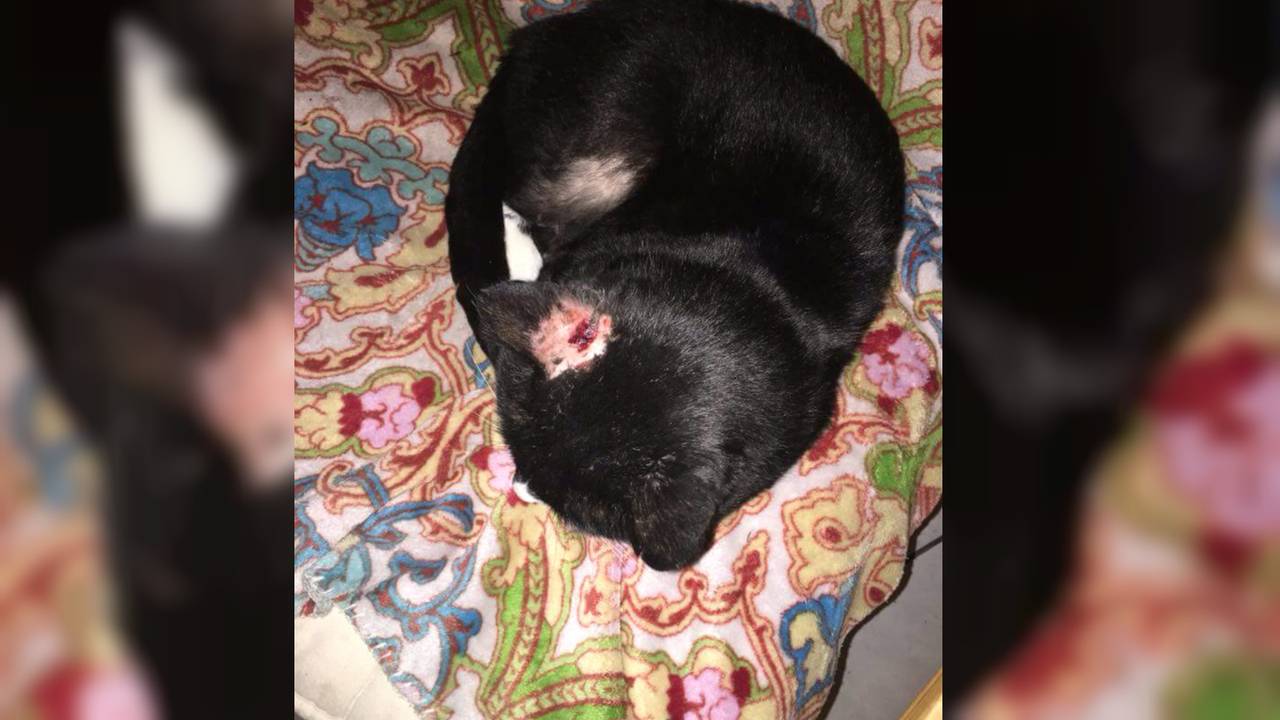 Wie mishandelt de katten in Korvel? (Foto: Kimberley van Eijck)