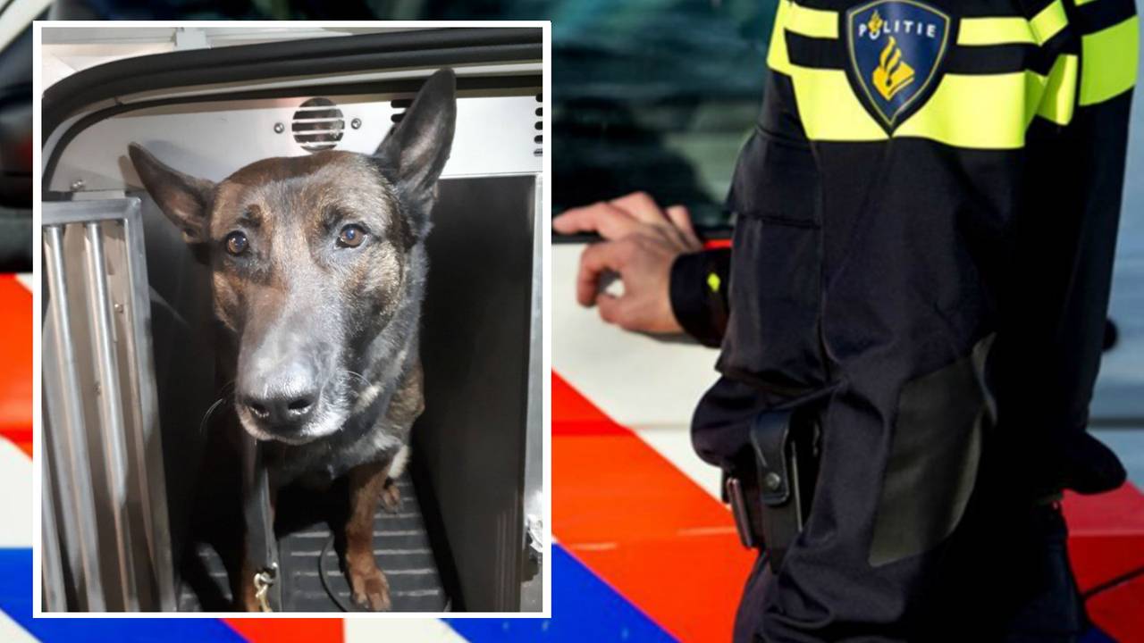 Politiehond Duuk zorgde ervoor dat de verdachte zich overgaf. (Foto: politie)