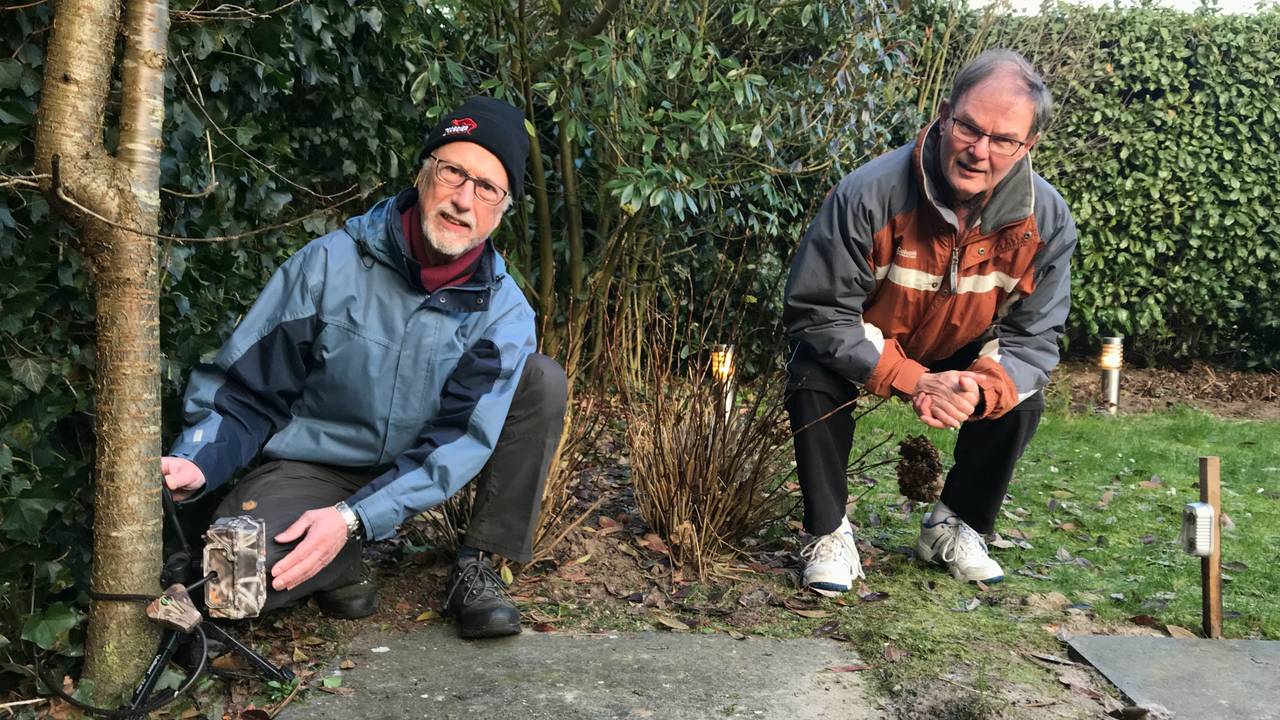 een marter in de tuin dat zou geweldig zijn ivn plaatst wildcamera s om dieren te spotten omroep brabant