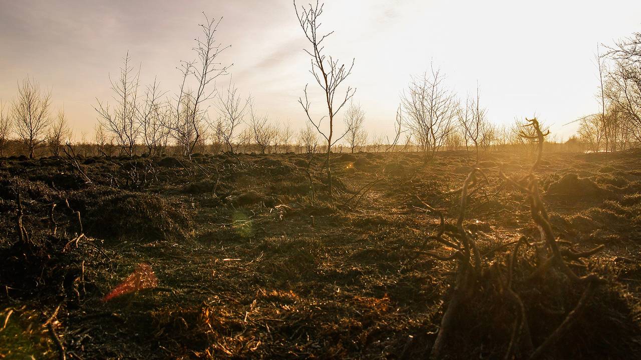 De schade in het natuurgebied is enorm (foto: Pim Verkoelen / SQ Vision Mediaprodukties)