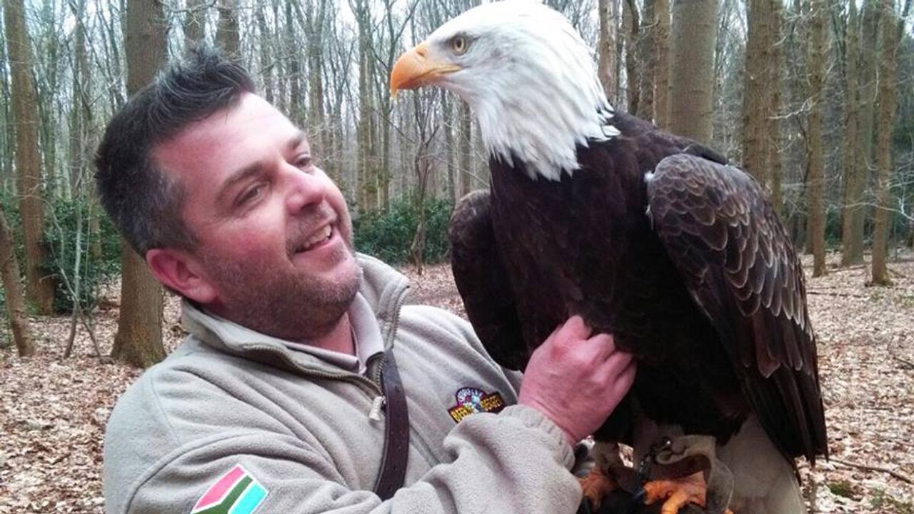 The Eagle Has Landed Ontsnapte Amerikaanse Zeearend Lady Maya Gevangen In Goirle Omroep Brabant