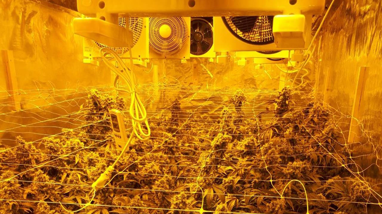 Een wietkwekerij (Foto: Politie)