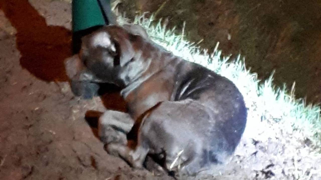 De hond. (Foto: Politie Cranendonck en Heeze-Leende/Facebook)