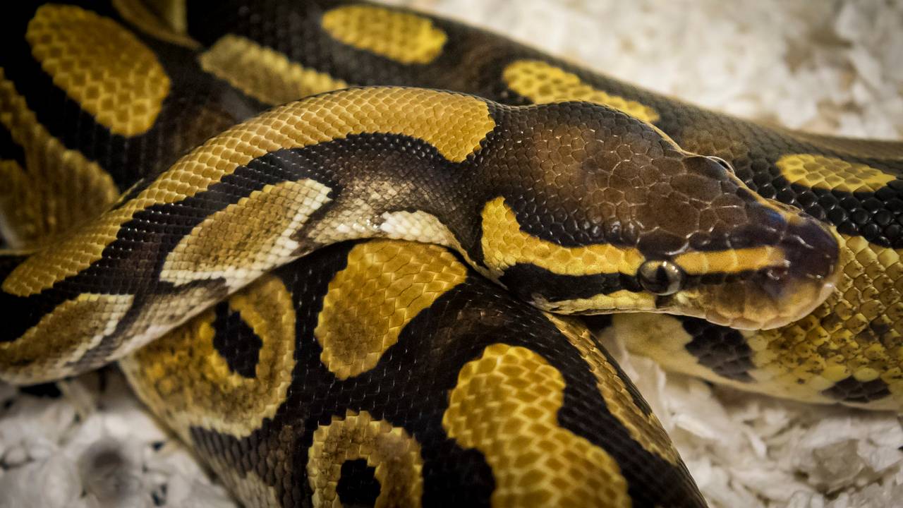 Criminelen handelen steeds meer in exotische dieren. (Foto: ANP)