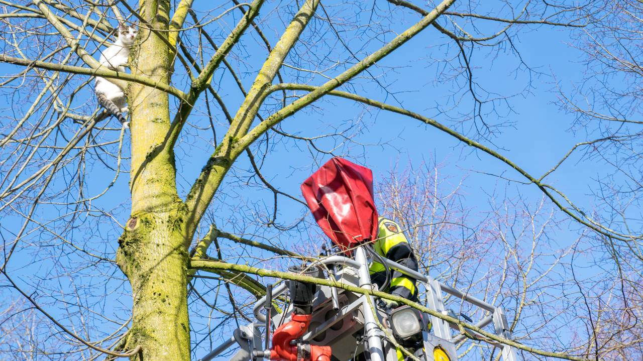 De kat was bang van de hoogwerker. (Foto: Toby de Kort)