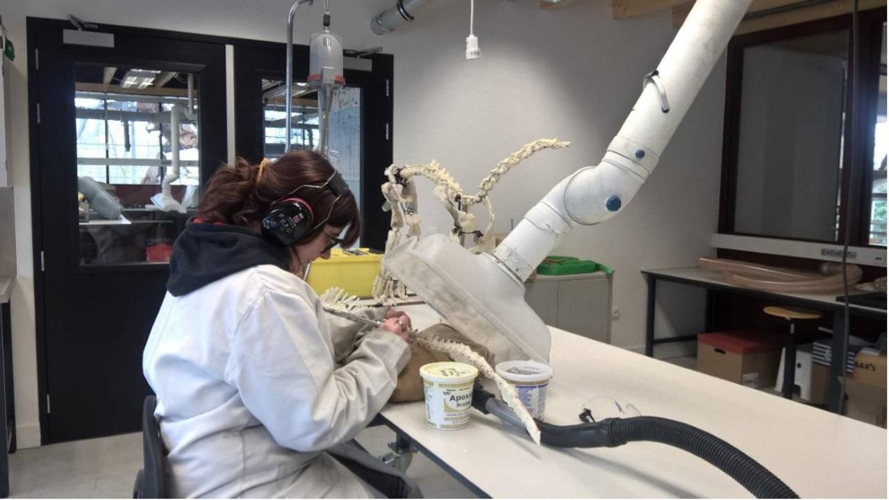 Een student aan het werk met een van de nagemaakte botten (foto: Oertijdmuseum Boxtel).