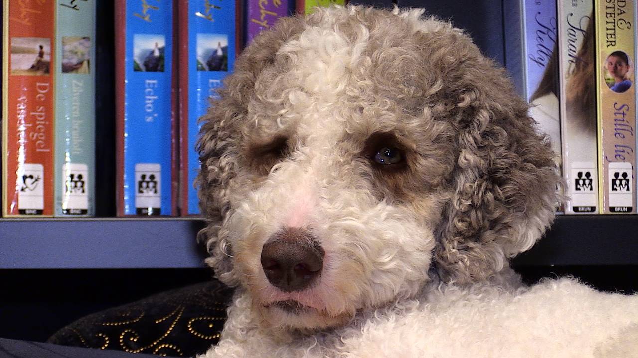 Hond Flex leert lezen met een knipoog (foto: Raymond Merkx).