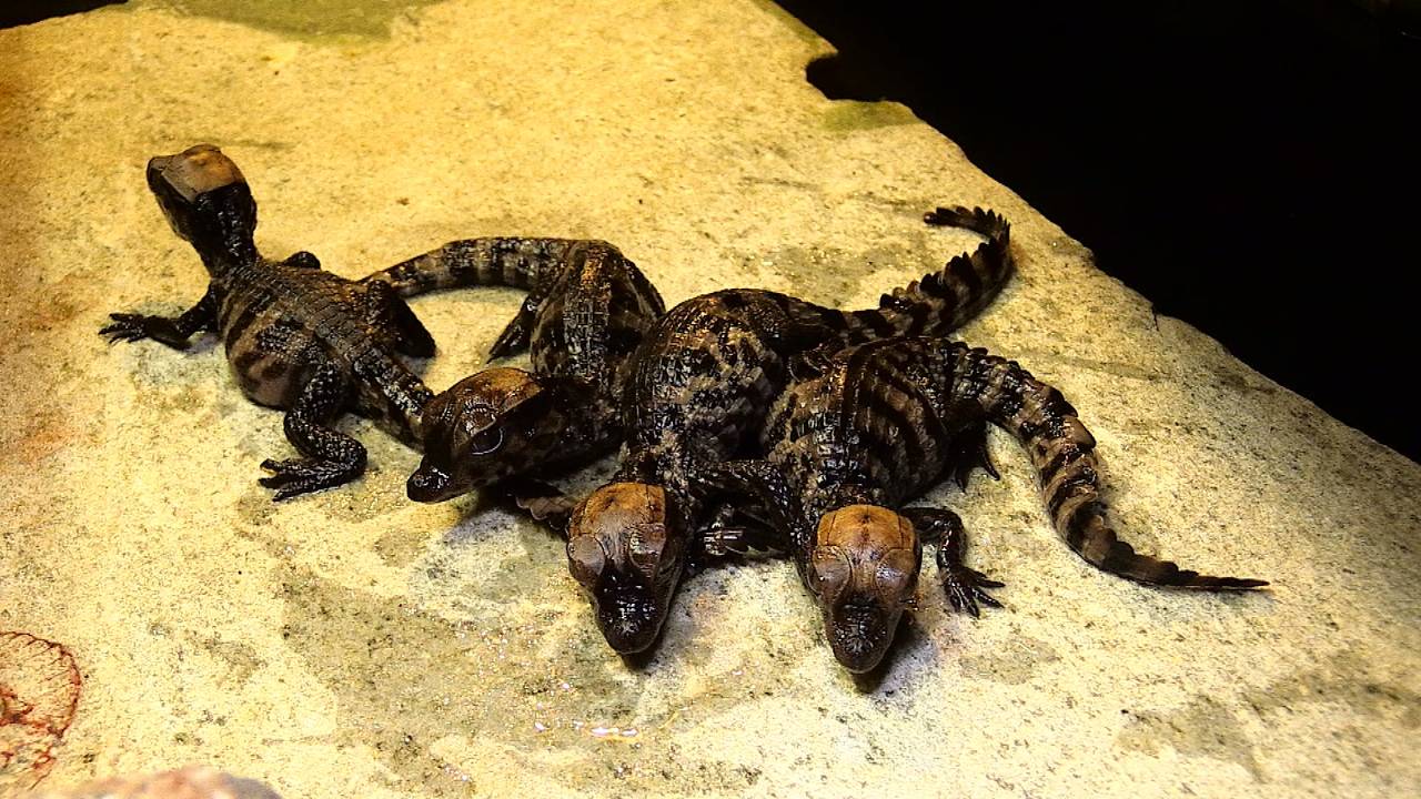 Vier van de acht dwergkaaimannen.