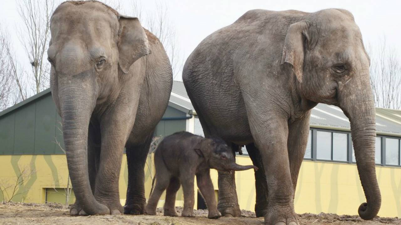 Moeder Htoo Yin Aye, het pasgeboren jong, en grote zus Mai Palai. (Foto: Dierenrijk)