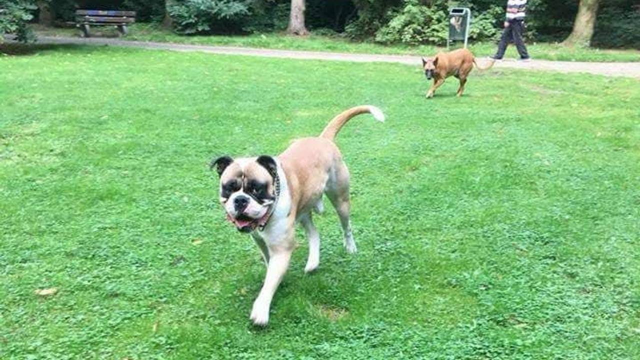 Biggy, de bulldog
