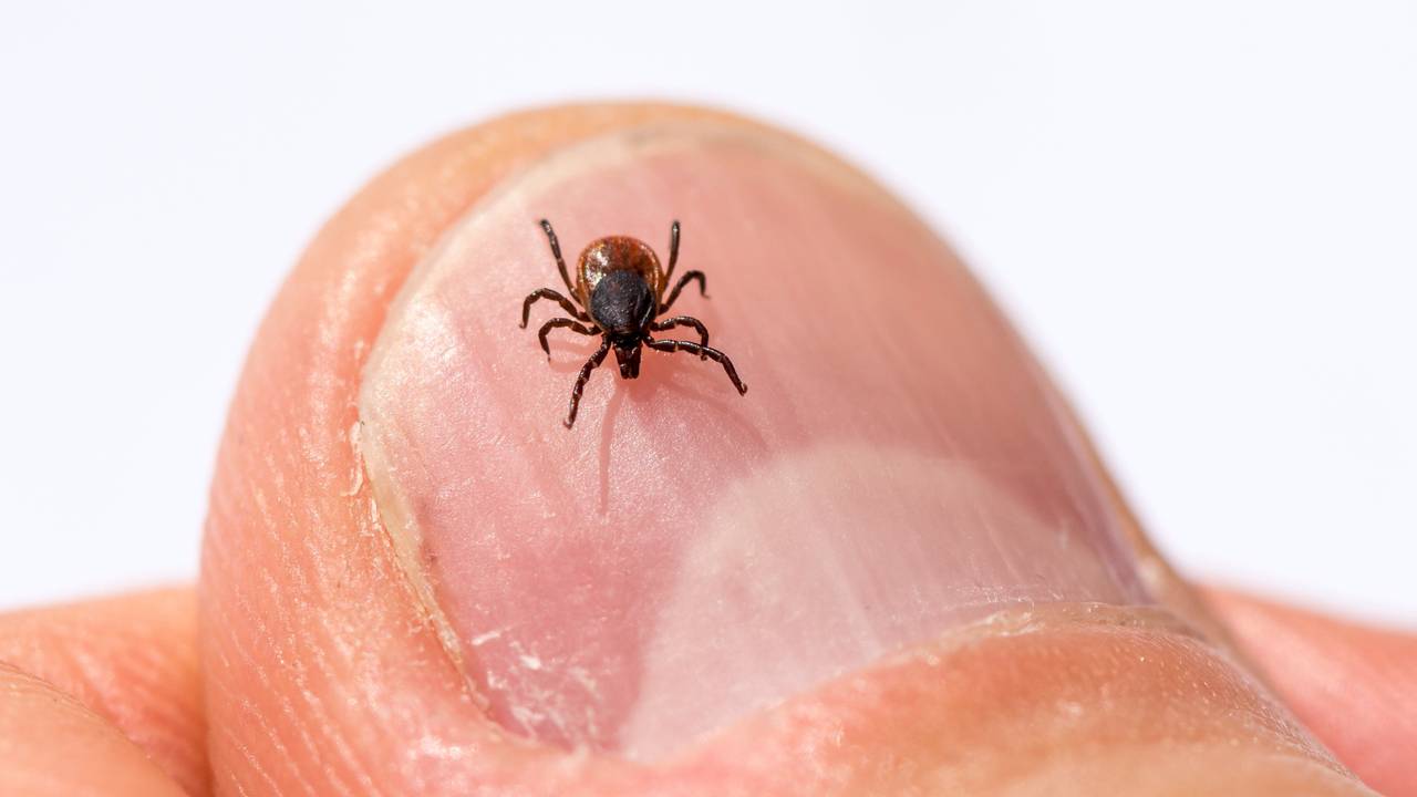 Een teek (Foto: ANP)