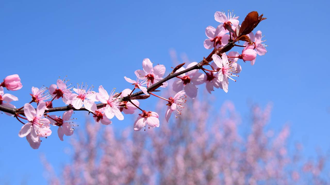 Budel in de bloesem (foto: Ben Saanen)