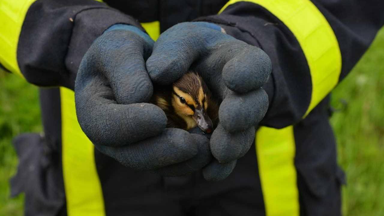 Een van de eendjes. (Foto: Perry Roovers/SQ Vision)