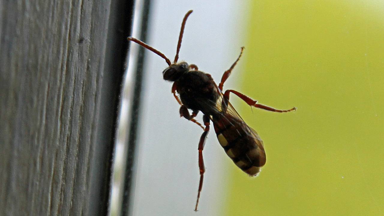 Een gewone dubbeltand. (Foto: Elly Aarts)