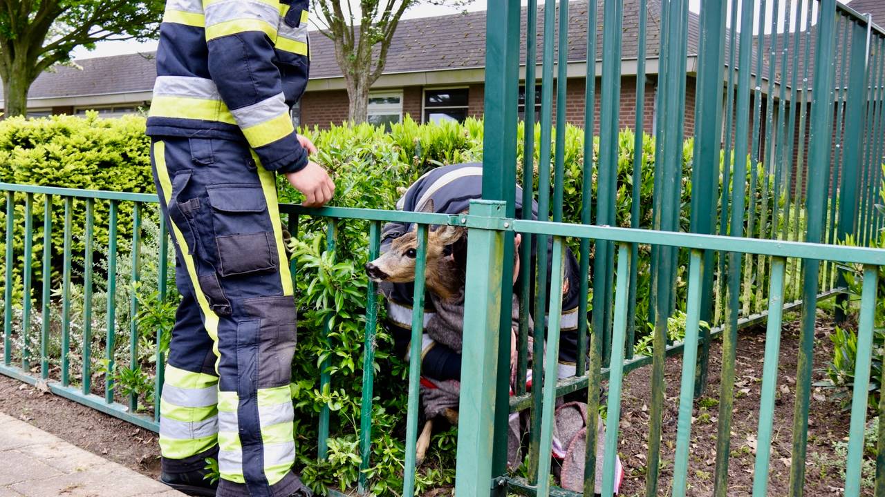 Brandweermannen bevrijden een ree. (Foto: SK-Media)